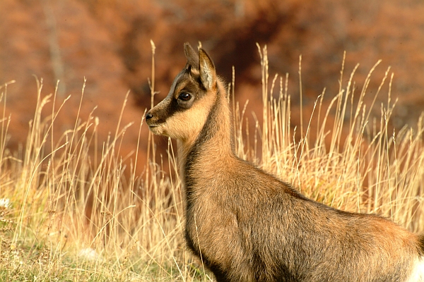 Camoscio d''Abruzzo Rupicapra pyrenaica ornata